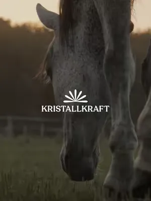 Wir haben uns etwas rausgeputzt ✨  #kristallkraft #ausliebezudeinempferd