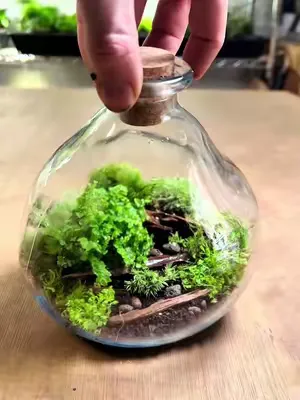 Easy step-by-step terrarium 🤩