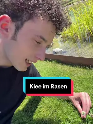 Klee im Rasen 🍀🐝 #rasen