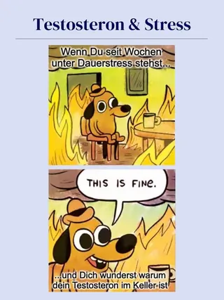 „Ich bin nur gestresst, kein Problem.“ Doch genau das ist das Problem 🫵 Dauerstress wirkt sich negativ auf Deine Gesundheit und Hormonbalance aus 🫩 Wer dauerhaft performen will, muss Regeneration gena