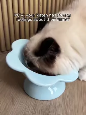 Volume up for this one 🔈 📸 : @remi.green_ #scrumbles #catfood #kittenfood #kitten #ragdollkitten
