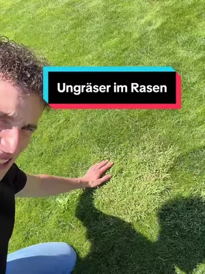 Ungräser im Rasen 🚫 #rasen 