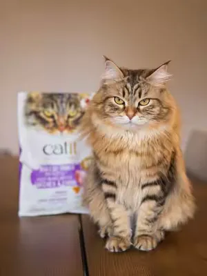 Nutrient-rich, premium-quality meals that are still budget friendly… and judging by Hockley’s reaction, they’ve got his paw of approval! 🐾 #CatitRecipes #catsoftiktok #catfood #cats #foryoupage
