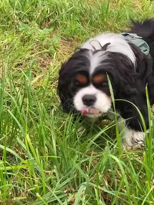 Ou alors Charly se transforme vraiment en petite vache 🐄 #cavalierkingcharles #nutritionchien #chien #dog #dogfood