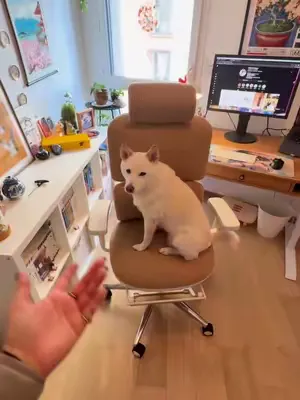 Quand le design rencontre le confort au bureau. Une chaise qui change vraiment l’expérience de travail au quotidien. #bureau #homeoffice #desksetup #officedesign #mobilierdebureau #ergonomie #kqueo #b