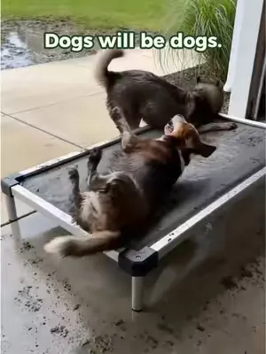 Take the easy clean dog bed. Let the dogs be dogs. #tiktokdogs #cleaning #dogbed 