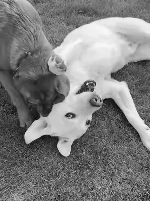 Wer stimmt uns zu?❤️ #hundeliebe #talesntails #bestefreunde